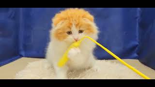 スコティッシュフォールドの動画01