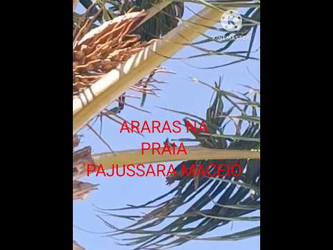 ARARAS NA PRAIA PAJUÇARA MACEIÓ ALAGOAS No Pé de COCO.#shortsfeed #shortsviral #videoshorts