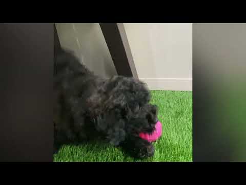 Taran - Miniature Poodle Puppy for Sale in Dallas, Texas