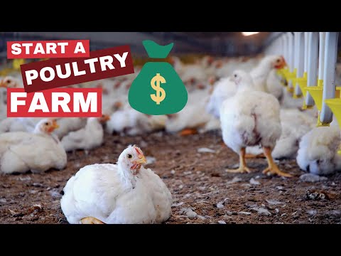 , title : 'How to Start a Poultry Farm in Nigeria and Make Millions'