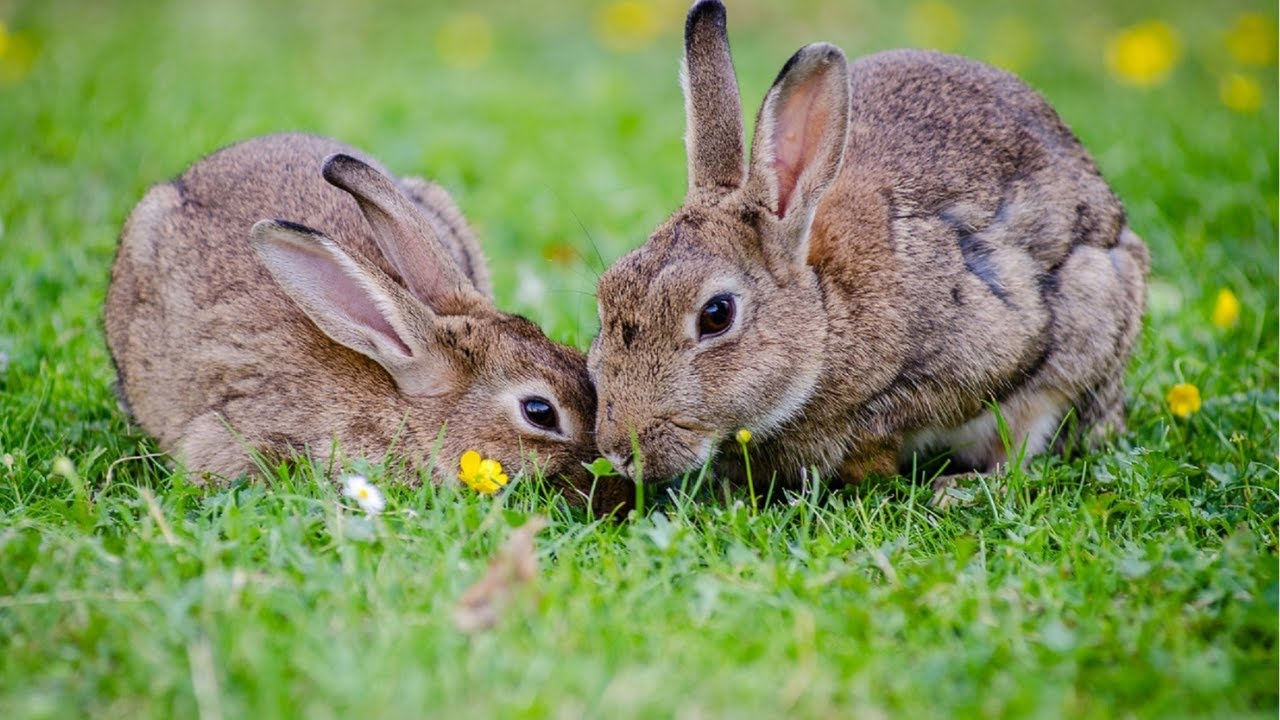 The Wonderful World of Rabbits: A Mini Documentary