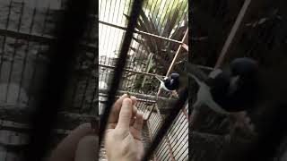 Download lagu Kacer Jinak Suka Jangkrik #shorts #kacer #burung mp3 Download lagu Kacer Jinak Suka Jangkrik #shorts #kacer #burung mp3