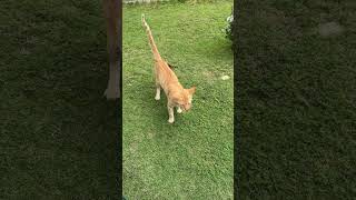 フィリピンの猫による脱糞の現状