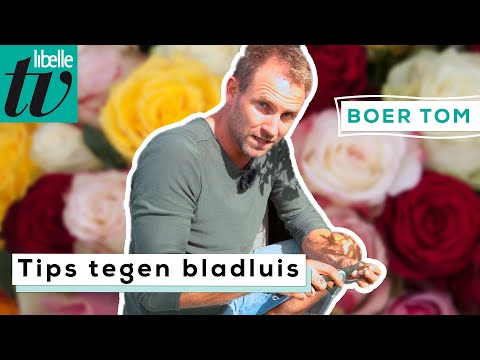 , title : 'Boer Tom geeft 3 tips om bladluis in je rozen tegen te gaan'
