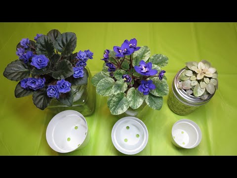 AFRICAN VIOLETS - How I Grow My Miniature Violets