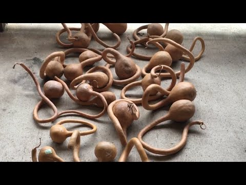 TDW 1478 - Are You Suppose To Eat These ?