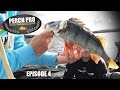 Perch Pro - EPISODE 4 - The Next Level of Perch Fishing | Kanalgratis.se
