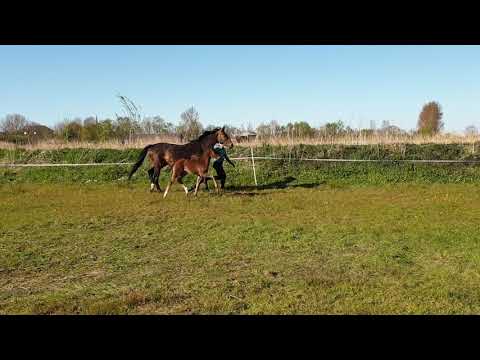 Hengstfohlen Franklin x Dancier x Rob Roy