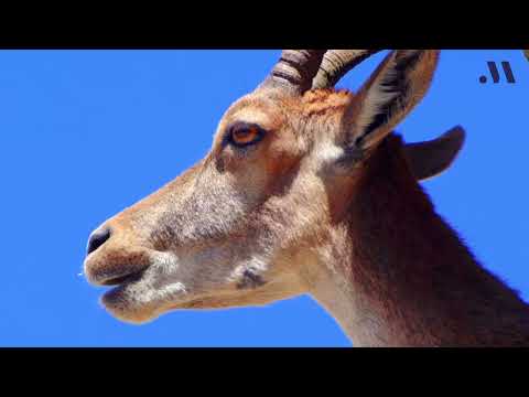 La M�laga Salvaje. La cabra mont�s