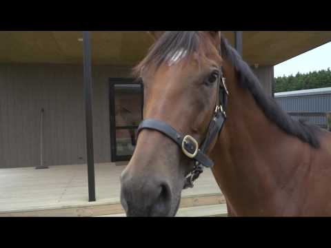 2017 NZ Derby preview: Sacred Elixir