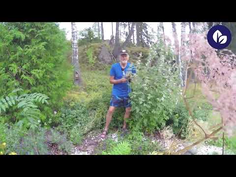 Introduktion till Peter Wilhelmssons Örtträdgård [2]