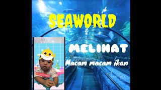 Download lagu Getting to Know Underwater Life | Seaworld Jakarta mp3 Download lagu Getting to Know Underwater Life | Seaworld Jakarta mp3
