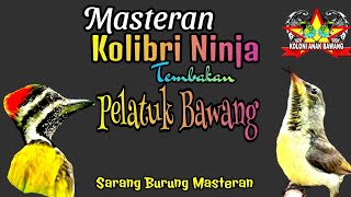 Download lagu Masteran Konin Trotol Tembakan Pelatuk Bawang Kualitas Suara Jernih mp3