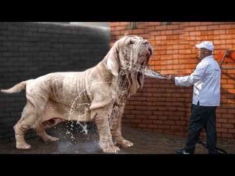 These Are 10 Most Wrinkled Dog Breeds Ever