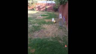 Download lagu Mini Airbud! soccer puppy! mp3