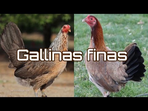 Gallinas para cría gallinas finas puras Cual Linea es tu favorita?15 mejores lotes de gallinas finas
