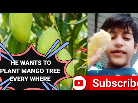 LEARN HOW TO GROW MANGO TREE FROM SEED(BEEZ)...... ????