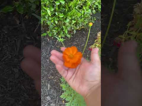 What flower is my favorite? ￼