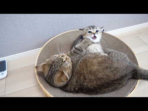 YouTube 썸네일