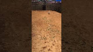 Download lagu Kontes ketangkasan majalengka open ras cup 2022 kelas exclusive mp3 Download lagu Kontes ketangkasan majalengka open ras cup 2022 kelas exclusive mp3