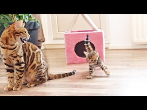Mother Cat Screams to Let Her Kittens Know They Need to Behave