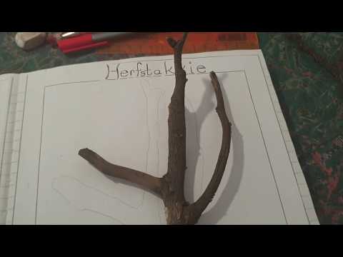 Skeppende Kunste GRAAD 8: 24 April 2020 - periode 4 (2484)