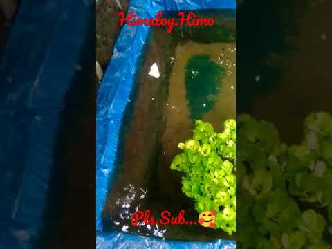 #small fish #5 himaloy.himo