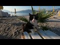 Tuxedo Cat With Long Whiskers Meowing For Food