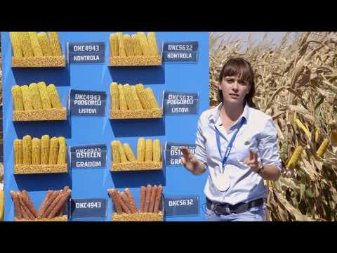 DEKALB Inovativni Centar - Stresni uslovi u proizvodnji