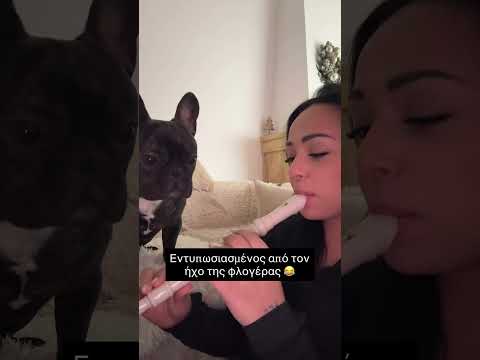 Εντυπωσιασμένος από τον ήχο της φλογέρας 😂 #κατοικιδια