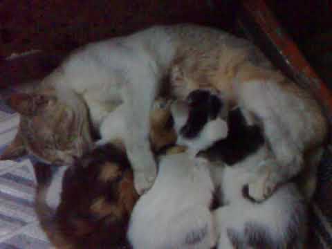 My Cat TOMMI & Her Baby