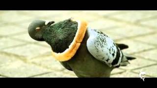 Schatz & Wickinger - Aufziehvogel