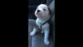 Dog gets angry at his own hiccups