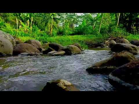 Erstaunliche Waldgeräusche, Vogelgesang, friedlich fließender Fluss über Felsen, ASMR #24