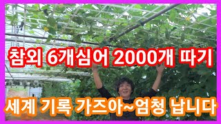 엄청난,미친,환장할 참외 수확량 기네스북 가즈아~ 참외 재배방법,키우기 주말농장,텃밭,전원일기,인간극장,사노…