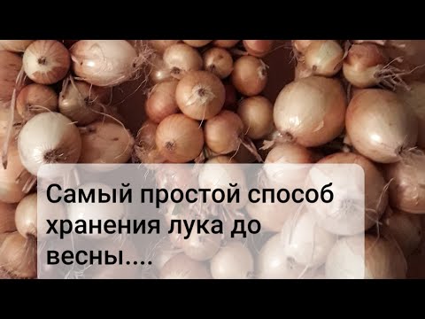 Луковые косы. Как сохранить лук до весны.