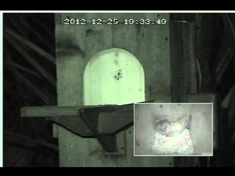 Barred Owl Visits Nest Box Dec 25th, 2012