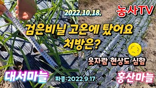 마늘 파종후 한달째 생육상태.  고온에 데임현상 처방은?,  웃자람 현상, 대서마늘 홍산마늘 발아률 90% …