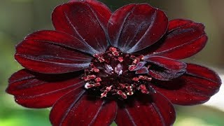 10 Incredibly Rare Flowers You Have Probably Never Seen