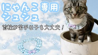 首輪が苦手な猫ちゃんに朗報！にゃんこ専用シュシュが可愛すぎる 足長マンチカン まる Munchkin cat