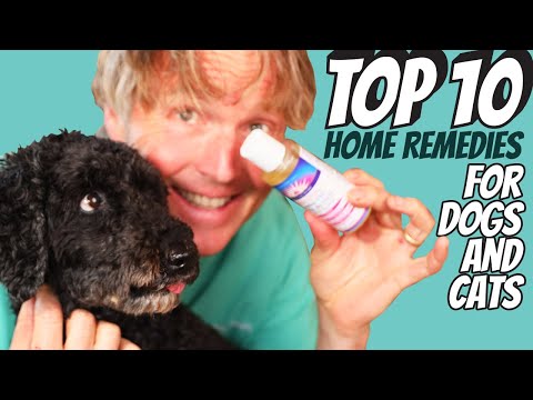 Top 10 Home Remedies for Dogs and Cats