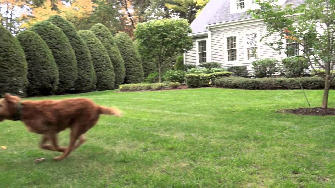 Dog Fence Invisible Pet How To Stop My Escaping Hidden Dog Fence