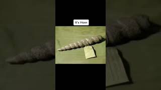 Download lagu Real Proof That Unicorns Actually Existed #shorts mp3