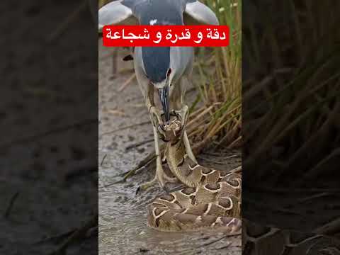 قدرة غير عادية من هذا الطائر😜🧐😒