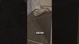 #persiancats #cutecats #animallovers #catvideo #cuteanimals