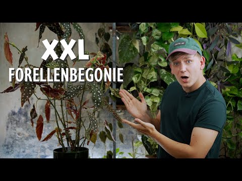 , title : 'XXL Forellenbegonie 😱 Meine 5 BESTEN Tipps für eine riesige Begonia maculata'