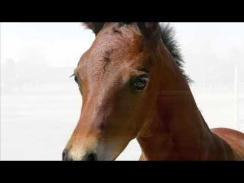 Exciting Brood Mare become available - Image 2