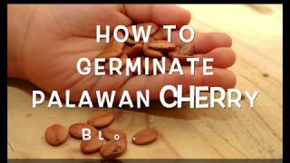 GERMINATING PALAWAN CHERRY BLOSSOMS SEEDS
