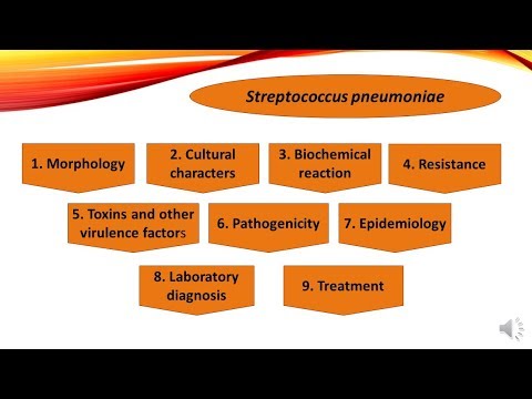 streptococcus a péniszben