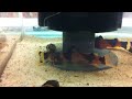 Microglanis iheringi Microglanis iheringi